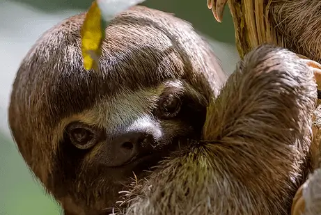 Amazon Life 4D3N Tambopata Jungle Tour